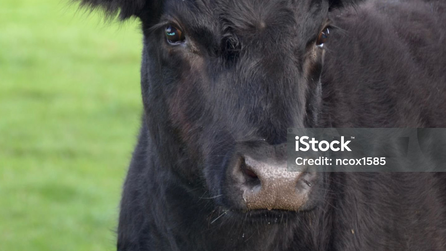 Grass-Finished Beef